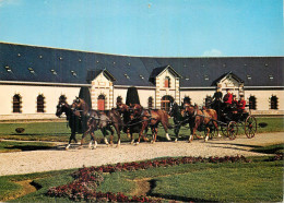 SAINT LO . Attelage à Six Chevaux De Selle - Saint Lo