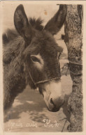 Krk - Donkey Ca.1930 - Croacia
