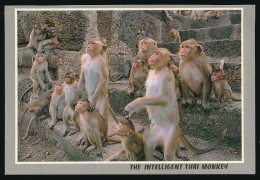CPSM 10.5 X 15 Thaïlande (148) The Intelligent Thai Monkey  Le Singe Thaïlandais Intelligent - Tailandia