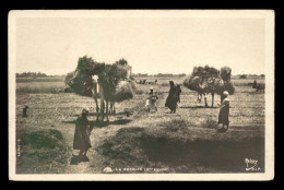 EGYPTE - HAUTE EGYPTE - LA RECOLTE - AGRICULTURE - EDITEUR REISER - Autres & Non Classés