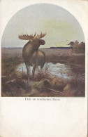 Moose Elch Old Postcard Signed Carl Von Dombrowski , Jagerhorn Postkarte Series - Jagd