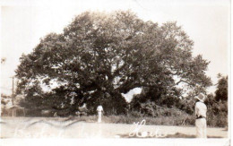 HAÏTI Baobab Tree Arbre Ton Sépia 1937 - Haití