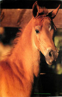 Format Spécial - 159 X 101 Mms - Animaux - Chevaux - Poulain - Etat Pli Visible - Frais Spécifique En Raison Du Format - - Paarden