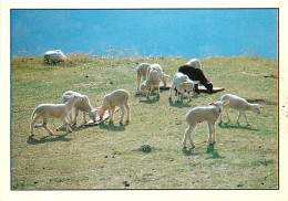 Animaux - Moutons - Le Troupeau D'Agneaux - CPM - Voir Scans Recto-Verso - Other & Unclassified