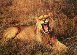 Animaux - Fauves - Lion - Faune Africaine - Carte Dentelée - CPSM Grand Format - Voir Scans Recto-Verso - Lions