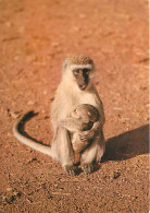 Animaux - Singes - Vervet Et Son Petit - Carte Neuve - CPM - Voir Scans Recto-Verso - Monkeys