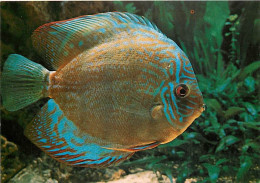 Animaux - Poissons - Aquarium Tropical Du Musée National Des Arts Africains Et Océaniens De Paris - Symphisodon Aequifas - Pescados Y Crustáceos