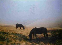 Animaux - Chevaux - Royaume-Uni - Wild Fell Ponies - In The Howgill Fells - Voir Scans Recto Verso  - Horses