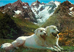 Animaux - Chiens - Chiens Des Pyrénées - CPM - Voir Scans Recto-Verso - Dogs