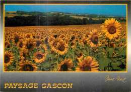 32 - Gers - Champs De Tournesols - CPM - Voir Scans Recto-Verso - Andere & Zonder Classificatie