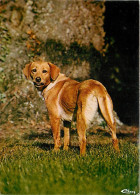 Chiens - CPM - Voir Scans Recto-Verso - Dogs