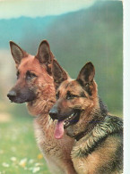 Chiens - CPM - Voir Scans Recto-Verso - Dogs