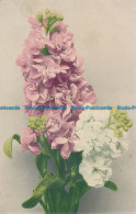 R103155 Old Postcard. Flowers. Martin Rommel. 1909 - Monde