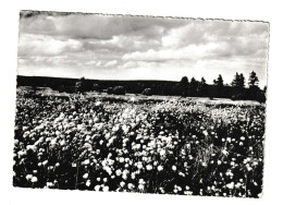 Jalhay Hautes Fagnes Champs De Liniagrettes Photo Carte Cachet 1965 Moresnet Htje - Jalhay