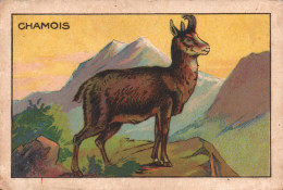 Chamois - Other & Unclassified