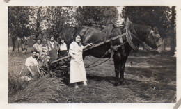 Photographie Vintage Photo Snapshot Attelage Charrue Cheval La Pintière Paysan - Métiers