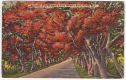 Beautiful Flamboyants, Lining Military Road, Daguas, Puerto Rico - (1949) - Puerto Rico