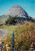 07 - Le Mont Gerbier De Joncs - Source De La Loire - Fleurs De Montagne Au Pied Du Gerbier - Fleurs - CPM - Voir Scans R - Sonstige & Ohne Zuordnung