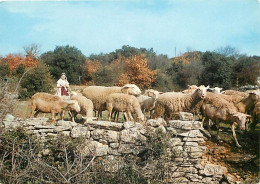 Animaux - Moutons - Provence - Bergère Et Son Troupeau - CPM - Carte Neuve - Voir Scans Recto-Verso - Other & Unclassified