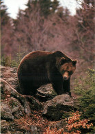 Animaux - Ours - Ours Brun - Bear - CPM - Voir Scans Recto-Verso - Ours