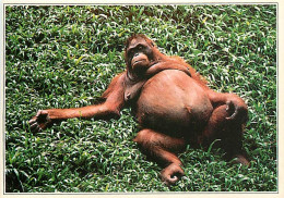 Animaux - Singes - Orang-Outan - Carte Neuve - CPM - Voir Scans Recto-Verso - Singes