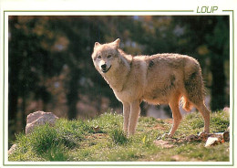 Animaux - Loups - CPM - Voir Scans Recto-Verso - Otros & Sin Clasificación