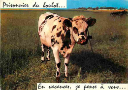 Animaux - Vaches - Carte Humoristique - CPM - Voir Scans Recto-Verso - Vaches