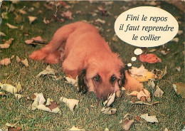 Chiens - CPM - Voir Scans Recto-Verso - Dogs