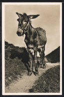 AK Junger Esel Auf Einem Pfad In Den Bergen  - Burros