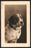 AK Kräftiger Hund Mit Halsband, Portrait  - Chiens