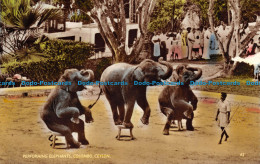 R103891 Performing Elephants. Colombo. Ceylon. RP - Monde