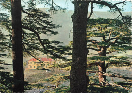 LIBAN - Les Cèdres - Au Fond Une Petite Maison - Colorisé - Carte Postale - Lebanon