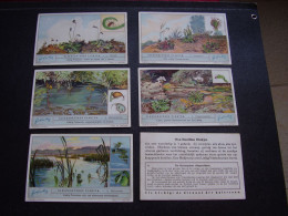 Original Old Cards Chromos Liebig S 1282 Plantes Carnivores Complet - Liebig