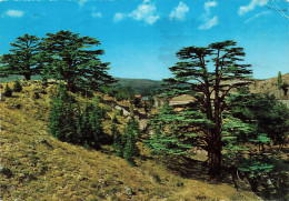 LIBAN - Les Cèdres Pendant La Saison D'été - Colorisé - Carte Postale - Lebanon