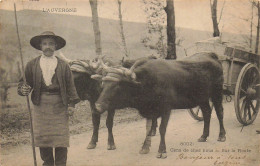 L'AUVERGNE GENS DE CHEZ NOUS SUR LA ROUTE ATTELAGE DE BOEUFS - Equipos