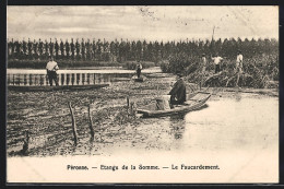 CPA Péronne, Etangs De La Somme, Le Faucardement  - Autres & Non Classés