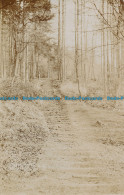 R104582 Steps In The Woods. Whitill. 1910 - Monde