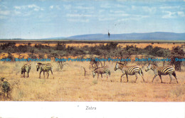 R103357 Zebra. Peter Hill. E. A. Colour Series No. 18. Robert MacLehose. 1963 - Monde
