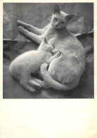 Postcard Switzerland Cats - Autres & Non Classés