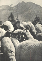 Postcard Switzerland Bern Child And Lamb - Autres & Non Classés