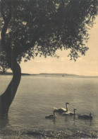 Postcard Switzerland Swans On Lake - Otros & Sin Clasificación