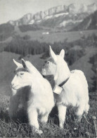 Postcard Switzerland Alps Goats - Otros & Sin Clasificación