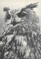 Postcard Switzerland Owl - Autres & Non Classés