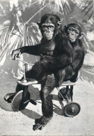 Postcard Switzerland Zürich Zoological Garden Monkeys On Tricycle - Zürich