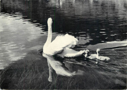 Postcard Switzerland Swan On Lake - Autres & Non Classés