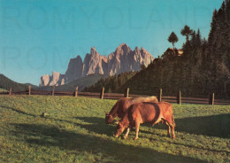 CARTOLINA  C16 LE ODLE,BOLZANO,TRENTINO ALTO ADIGE-DOLOMITI-VISTE DALLA VALLE DI FUNES-VACANZA,MONTAGNA.NON VIAGGIATA - Bolzano