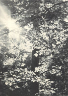 Postcard Switzerland Forest Tree Scene Laubwald - Otros & Sin Clasificación