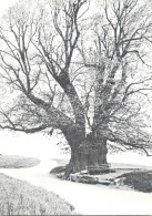 Postcard Switzerland Old Tree - Autres & Non Classés