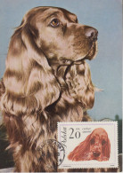 Carte  Maximum    POLOGNE    Chien  :  Cocker  Spaniel    1963 - Dogs