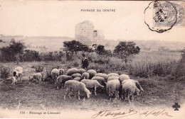 Agriculture - Scene Champetre  - Paturage  De Moutons En Limousin - Viehzucht